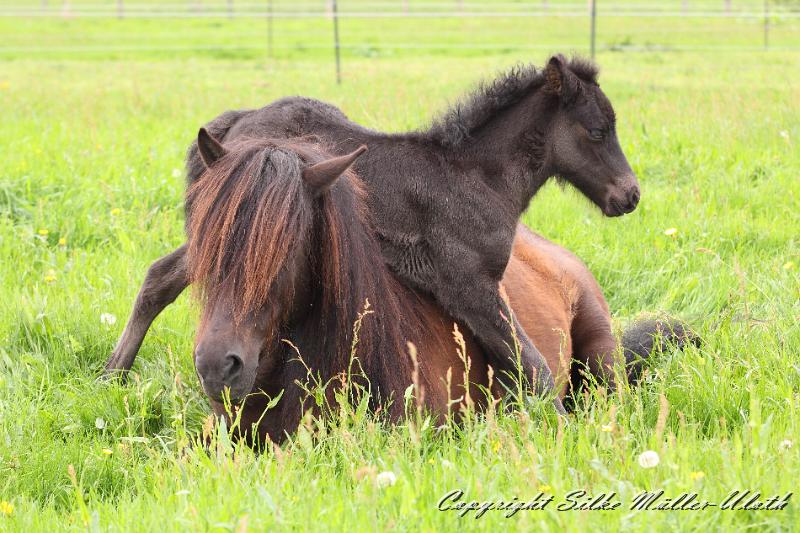 Orson 1.JPG - Orson von Heidmoor